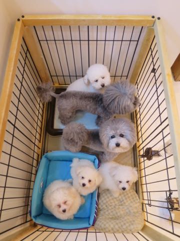 トイプードルトリミング都内フントヒュッテ駒込トイプーカット画像文京区犬歯磨き歯垢歯石除去ゼオライトデンタルケア東京ペットホテル犬ハーブパック効果_72.jpg