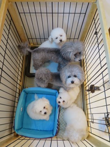 トイプードルトリミング都内フントヒュッテ駒込トイプーカット画像文京区犬歯磨き歯垢歯石除去ゼオライトデンタルケア東京ペットホテル犬ハーブパック効果_73.jpg