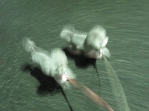 トイプードルトリミング都内フントヒュッテ駒込トイプーカット画像文京区犬歯磨き歯垢歯石除去ゼオライトデンタルケア東京ペットホテル犬ハーブパック効果_75.jpg