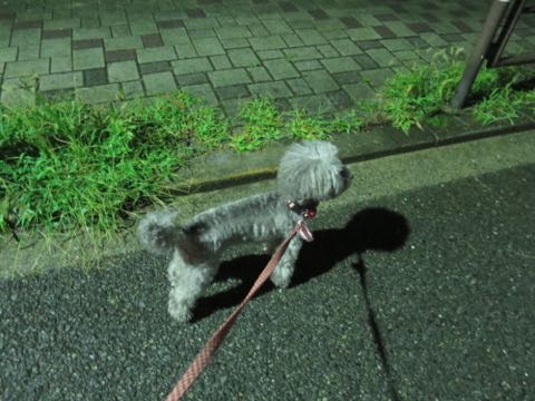 トイプードルトリミング都内フントヒュッテ駒込トイプーカット画像文京区犬歯磨き歯垢歯石除去ゼオライトデンタルケア東京ペットホテル犬ハーブパック効果_76.jpg