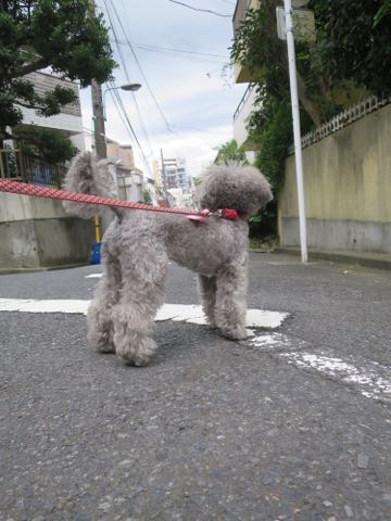 トイプードルトリミング都内フントヒュッテ駒込トイプーカット画像文京区犬歯磨き歯垢歯石除去ゼオライトデンタルケア東京ペットホテル犬ハーブパック効果_78.jpg