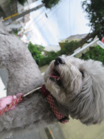 トイプードルトリミング都内フントヒュッテ駒込トイプーカット画像文京区犬歯磨き歯垢歯石除去ゼオライトデンタルケア東京ペットホテル犬ハーブパック効果_79.jpg