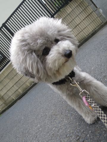 トイプードルトリミング都内フントヒュッテ駒込トイプーカット画像文京区犬歯磨き歯垢歯石除去ゼオライトデンタルケア東京ペットホテル犬ハーブパック効果_80.jpg