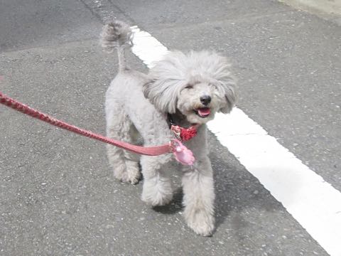 トイプードルトリミング都内フントヒュッテ駒込トイプーカット画像文京区犬歯磨き歯垢歯石除去ゼオライトデンタルケア東京ペットホテル犬ハーブパック効果_82.jpg
