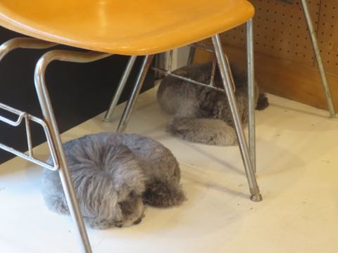 トイプードルトリミング都内フントヒュッテ駒込トイプーカット画像文京区犬歯磨き歯垢歯石除去ゼオライトデンタルケア東京ペットホテル犬ハーブパック効果_84.jpg