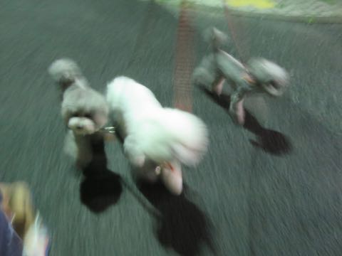 トイプードルトリミング都内フントヒュッテ駒込トイプーカット画像文京区犬歯磨き歯垢歯石除去ゼオライトデンタルケア東京ペットホテル犬ハーブパック効果_85.jpg
