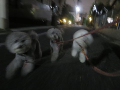 トイプードルトリミング都内フントヒュッテ駒込トイプーカット画像文京区犬歯磨き歯垢歯石除去ゼオライトデンタルケア東京ペットホテル犬ハーブパック効果_92.jpg