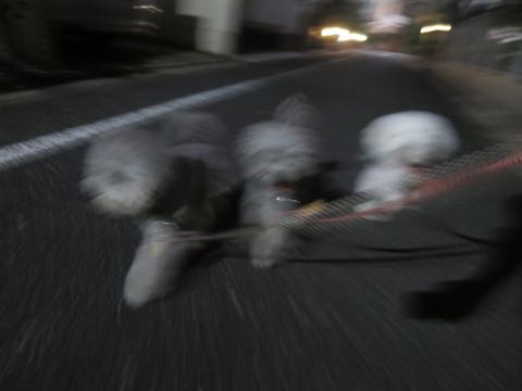 トイプードルトリミング都内フントヒュッテ駒込トイプーカット画像文京区犬歯磨き歯垢歯石除去ゼオライトデンタルケア東京ペットホテル犬ハーブパック効果_93.jpg
