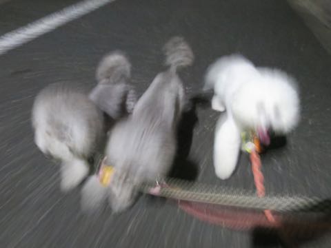 トイプードルトリミング都内フントヒュッテ駒込トイプーカット画像文京区犬歯磨き歯垢歯石除去ゼオライトデンタルケア東京ペットホテル犬ハーブパック効果_94.jpg