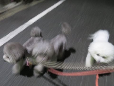 トイプードルトリミング都内フントヒュッテ駒込トイプーカット画像文京区犬歯磨き歯垢歯石除去ゼオライトデンタルケア東京ペットホテル犬ハーブパック効果_95.jpg