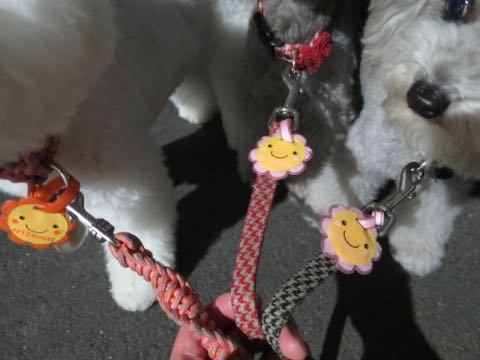 トイプードルトリミング都内フントヒュッテ駒込トイプーカット画像文京区犬歯磨き歯垢歯石除去ゼオライトデンタルケア東京ペットホテル犬ハーブパック効果_96.jpg