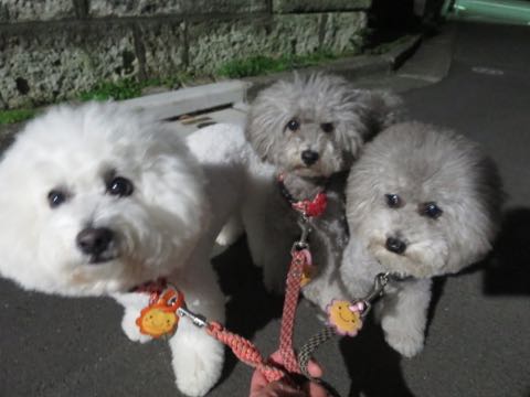 トイプードルトリミング都内フントヒュッテ駒込トイプーカット画像文京区犬歯磨き歯垢歯石除去ゼオライトデンタルケア東京ペットホテル犬ハーブパック効果_97.jpg