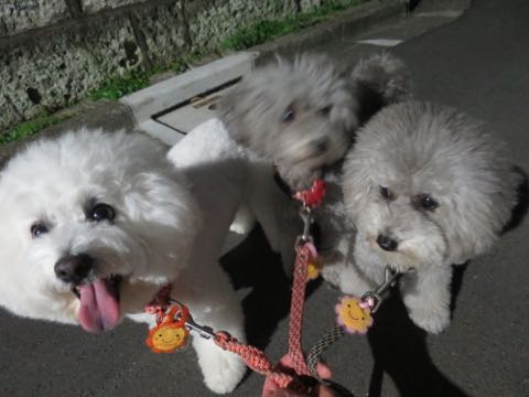 トイプードルトリミング都内フントヒュッテ駒込トイプーカット画像文京区犬歯磨き歯垢歯石除去ゼオライトデンタルケア東京ペットホテル犬ハーブパック効果_98.jpg