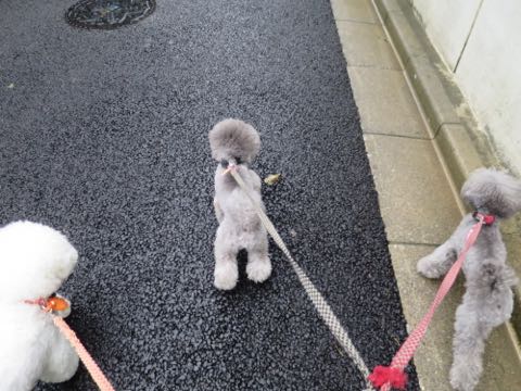 トイプードルトリミング都内フントヒュッテ駒込トイプーカット画像文京区犬歯磨き歯垢歯石除去ゼオライトデンタルケア東京ペットホテル犬ハーブパック効果_99.jpg