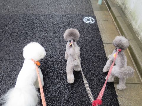 トイプードルトリミング都内フントヒュッテ駒込トイプーカット画像文京区犬歯磨き歯垢歯石除去ゼオライトデンタルケア東京ペットホテル犬ハーブパック効果_100.jpg