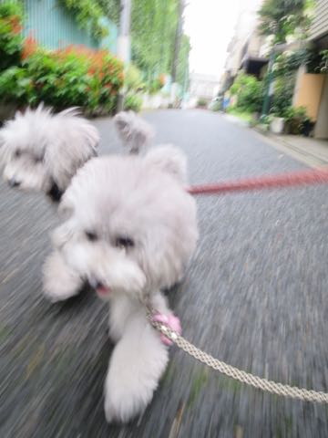 トイプードルトリミング都内フントヒュッテ駒込トイプーカット画像文京区犬歯磨き歯垢歯石除去ゼオライトデンタルケア東京ペットホテル犬ハーブパック効果_104.jpg