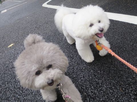 トイプードルトリミング都内フントヒュッテ駒込トイプーカット画像文京区犬歯磨き歯垢歯石除去ゼオライトデンタルケア東京ペットホテル犬ハーブパック効果_105.jpg