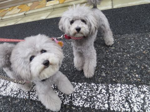 トイプードルトリミング都内フントヒュッテ駒込トイプーカット画像文京区犬歯磨き歯垢歯石除去ゼオライトデンタルケア東京ペットホテル犬ハーブパック効果_106.jpg