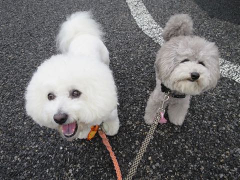 トイプードルトリミング都内フントヒュッテ駒込トイプーカット画像文京区犬歯磨き歯垢歯石除去ゼオライトデンタルケア東京ペットホテル犬ハーブパック効果_107.jpg