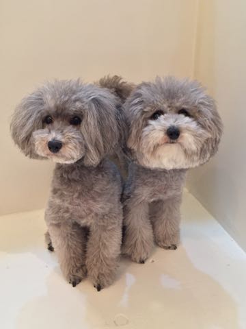 トイプードルトリミング都内フントヒュッテ駒込トイプーカット画像文京区犬歯磨き歯垢歯石除去ゼオライトデンタルケア東京ペットホテル犬ハーブパック効果_113.jpg