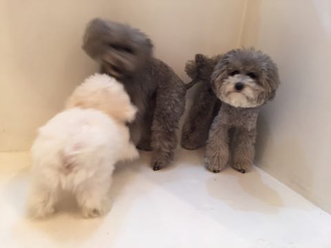 トイプードルトリミング都内フントヒュッテ駒込トイプーカット画像文京区犬歯磨き歯垢歯石除去ゼオライトデンタルケア東京ペットホテル犬ハーブパック効果_116.jpg
