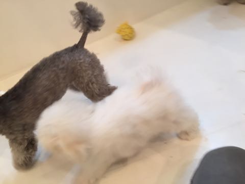 トイプードルトリミング都内フントヒュッテ駒込トイプーカット画像文京区犬歯磨き歯垢歯石除去ゼオライトデンタルケア東京ペットホテル犬ハーブパック効果_117.jpg