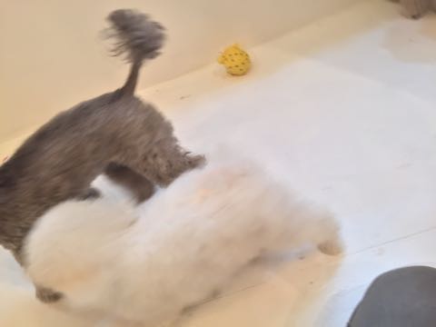 トイプードルトリミング都内フントヒュッテ駒込トイプーカット画像文京区犬歯磨き歯垢歯石除去ゼオライトデンタルケア東京ペットホテル犬ハーブパック効果_118.jpg