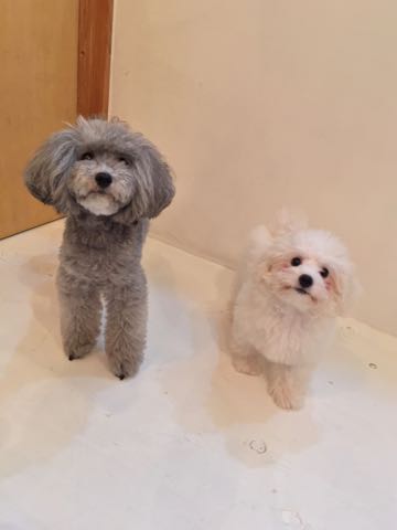 トイプードルトリミング都内フントヒュッテ駒込トイプーカット画像文京区犬歯磨き歯垢歯石除去ゼオライトデンタルケア東京ペットホテル犬ハーブパック効果_119.jpg