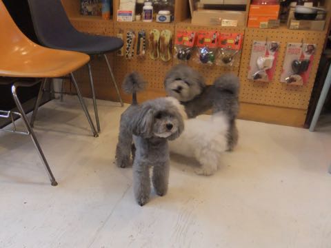 トイプードルトリミング都内フントヒュッテ駒込トイプーカット画像文京区犬歯磨き歯垢歯石除去ゼオライトデンタルケア東京ペットホテル犬ハーブパック効果_121.jpg