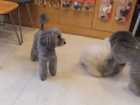 トイプードルトリミング都内フントヒュッテ駒込トイプーカット画像文京区犬歯磨き歯垢歯石除去ゼオライトデンタルケア東京ペットホテル犬ハーブパック効果_122.jpg