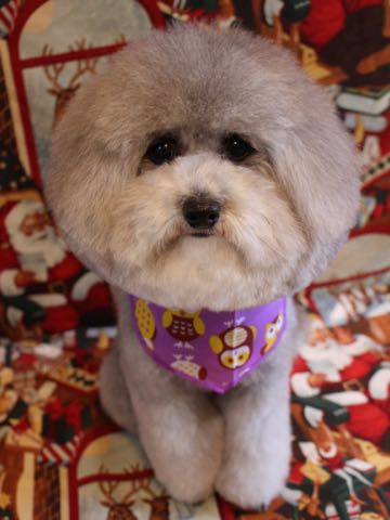 トイプードルトリミング都内フントヒュッテ駒込トイプーカット画像文京区犬歯磨き歯垢歯石除去ゼオライトデンタルケア東京ペットホテル犬ハーブパック効果_131.jpg