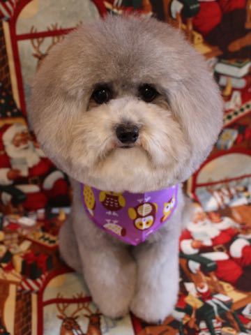 トイプードルトリミング都内フントヒュッテ駒込トイプーカット画像文京区犬歯磨き歯垢歯石除去ゼオライトデンタルケア東京ペットホテル犬ハーブパック効果_132.jpg