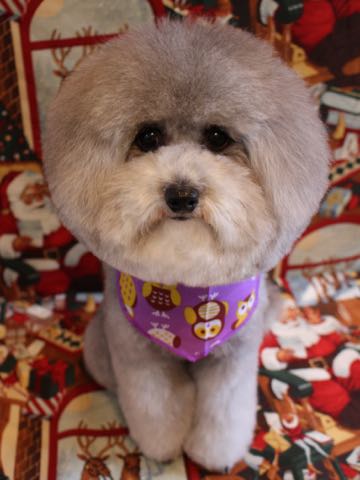 トイプードルトリミング都内フントヒュッテ駒込トイプーカット画像文京区犬歯磨き歯垢歯石除去ゼオライトデンタルケア東京ペットホテル犬ハーブパック効果_133.jpg