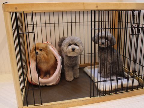 トイプードルトリミング都内フントヒュッテ駒込トイプーカット画像文京区犬歯磨き歯垢歯石除去ゼオライトデンタルケア東京ペットホテル犬ハーブパック効果_146.jpg