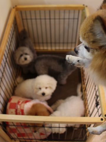 トイプードルトリミング都内フントヒュッテ駒込トイプーカット画像文京区犬歯磨き歯垢歯石除去ゼオライトデンタルケア東京ペットホテル犬ハーブパック効果_147.jpg