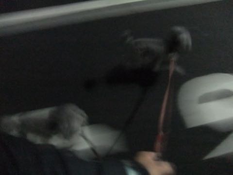 トイプードルトリミング都内フントヒュッテ駒込トイプーカット画像文京区犬歯磨き歯垢歯石除去ゼオライトデンタルケア東京ペットホテル犬ハーブパック効果_151.jpg