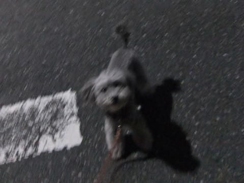トイプードルトリミング都内フントヒュッテ駒込トイプーカット画像文京区犬歯磨き歯垢歯石除去ゼオライトデンタルケア東京ペットホテル犬ハーブパック効果_154.jpg