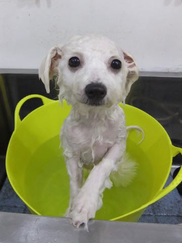ビションフリーゼ子犬フントヒュッテこいぬ家族募集里親関東_2876.jpg