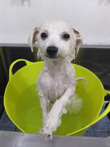 ビションフリーゼ子犬フントヒュッテこいぬ家族募集里親関東_2877.jpg