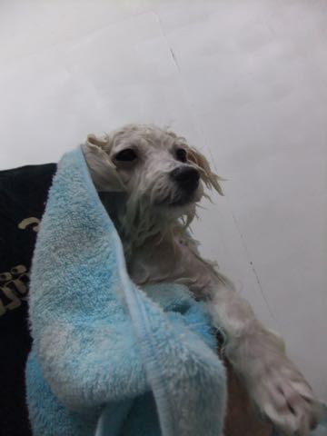 ビションフリーゼ子犬フントヒュッテこいぬ家族募集里親関東_2878.jpg