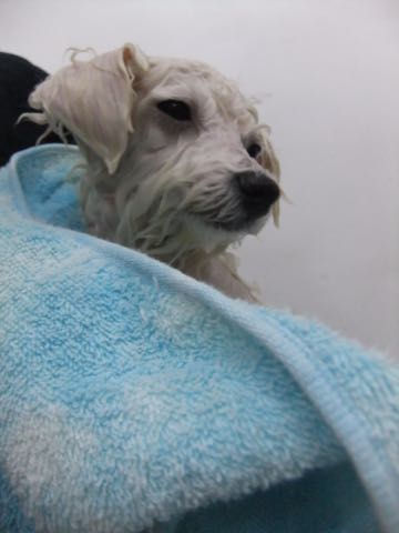 ビションフリーゼ子犬フントヒュッテこいぬ家族募集里親関東_2879.jpg