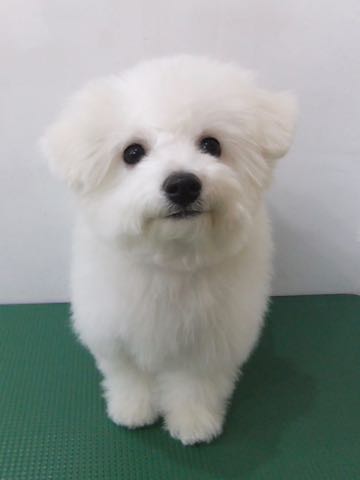 ビションフリーゼ子犬フントヒュッテこいぬ家族募集里親関東_2880.jpg