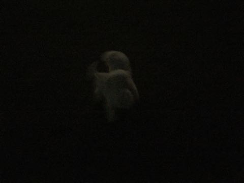ビションフリーゼ子犬フントヒュッテこいぬ家族募集里親関東_2917.jpg