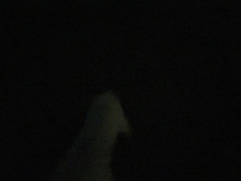 ビションフリーゼ子犬フントヒュッテこいぬ家族募集里親関東_2921.jpg