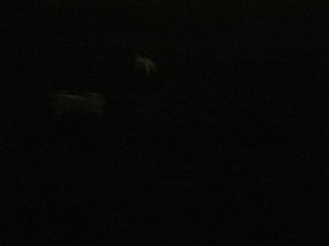 ビションフリーゼ子犬フントヒュッテこいぬ家族募集里親関東_2933.jpg