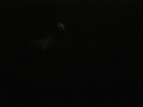 ビションフリーゼ子犬フントヒュッテこいぬ家族募集里親関東_2934.jpg