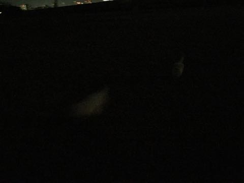 ビションフリーゼ子犬フントヒュッテこいぬ家族募集里親関東_2935.jpg