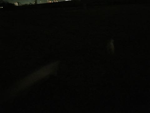 ビションフリーゼ子犬フントヒュッテこいぬ家族募集里親関東_2936.jpg