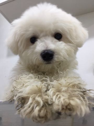 ビションフリーゼ子犬フントヒュッテこいぬ家族募集里親関東_2937.jpg