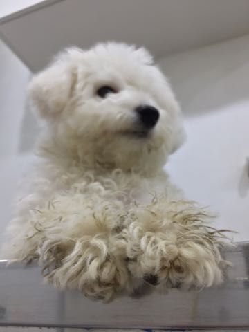 ビションフリーゼ子犬フントヒュッテこいぬ家族募集里親関東_2938.jpg